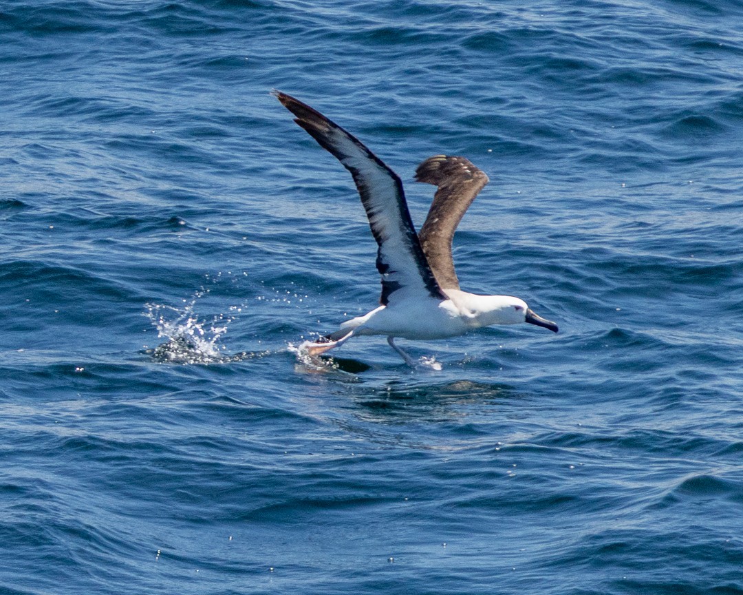 albatros pestrozobý - ML648967203