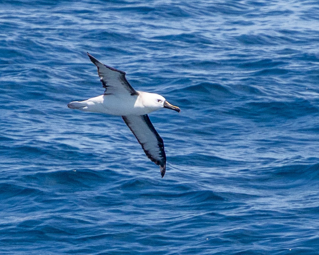 albatros pestrozobý - ML648967204