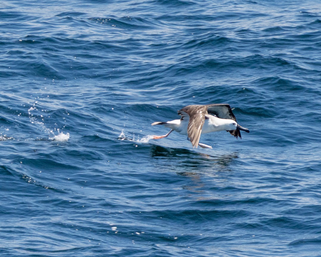 albatros pestrozobý - ML648967205