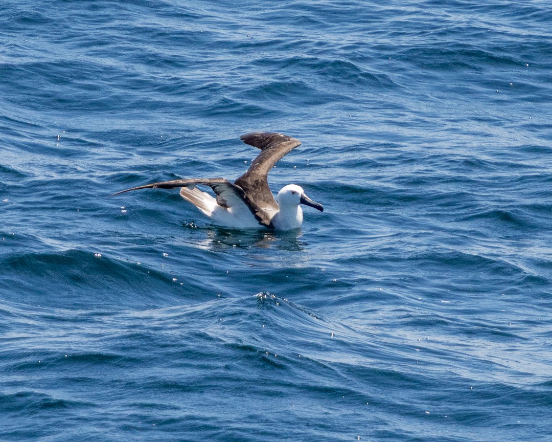 albatros pestrozobý - ML648967206