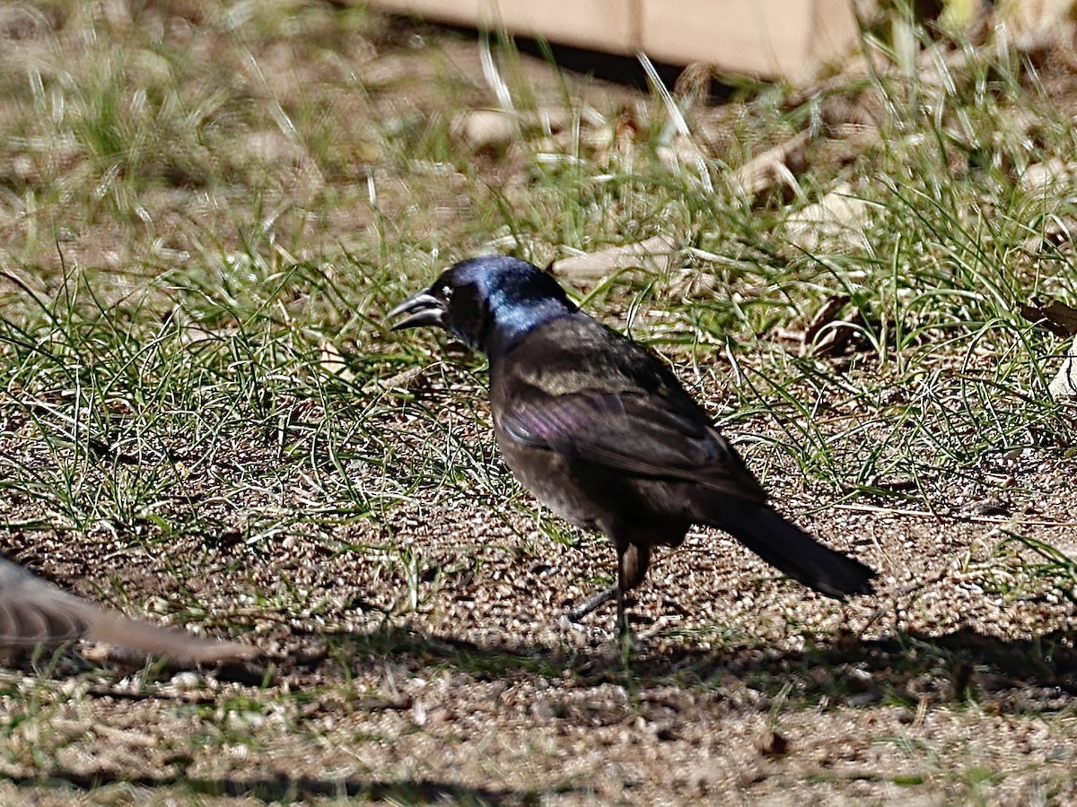 Common Grackle - ML648967215