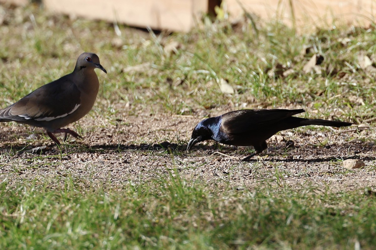 Common Grackle - ML648967216