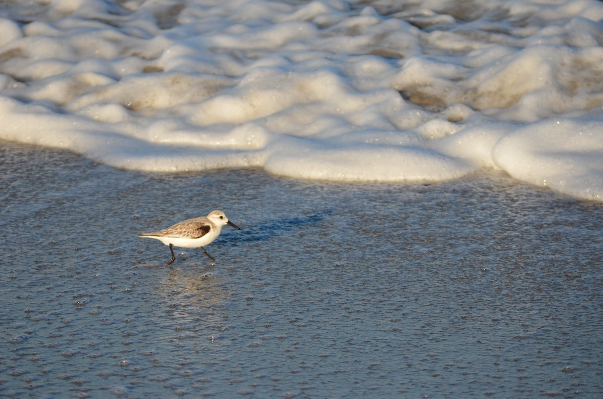 三趾濱鷸 - ML648967267