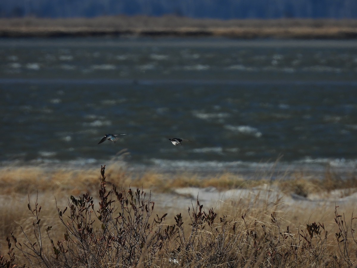 vlaštovka stromová - ML648967292