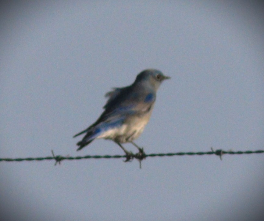 Mountain Bluebird - ML648967420