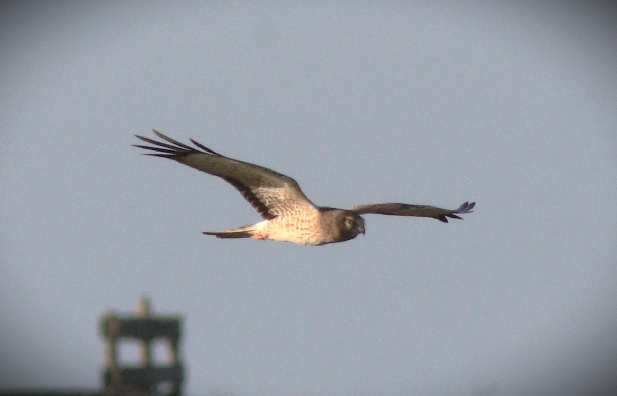 Northern Harrier - ML648967438