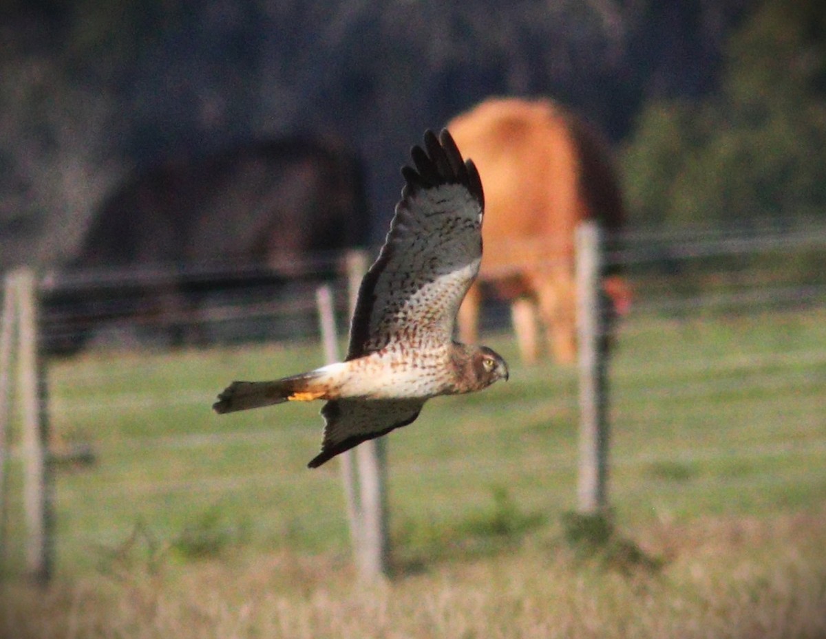 Northern Harrier - ML648967452