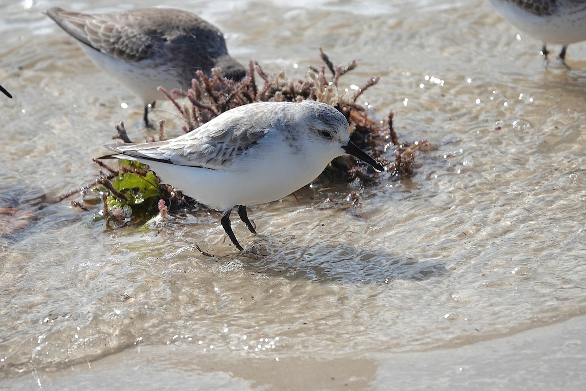 三趾濱鷸 - ML648967475