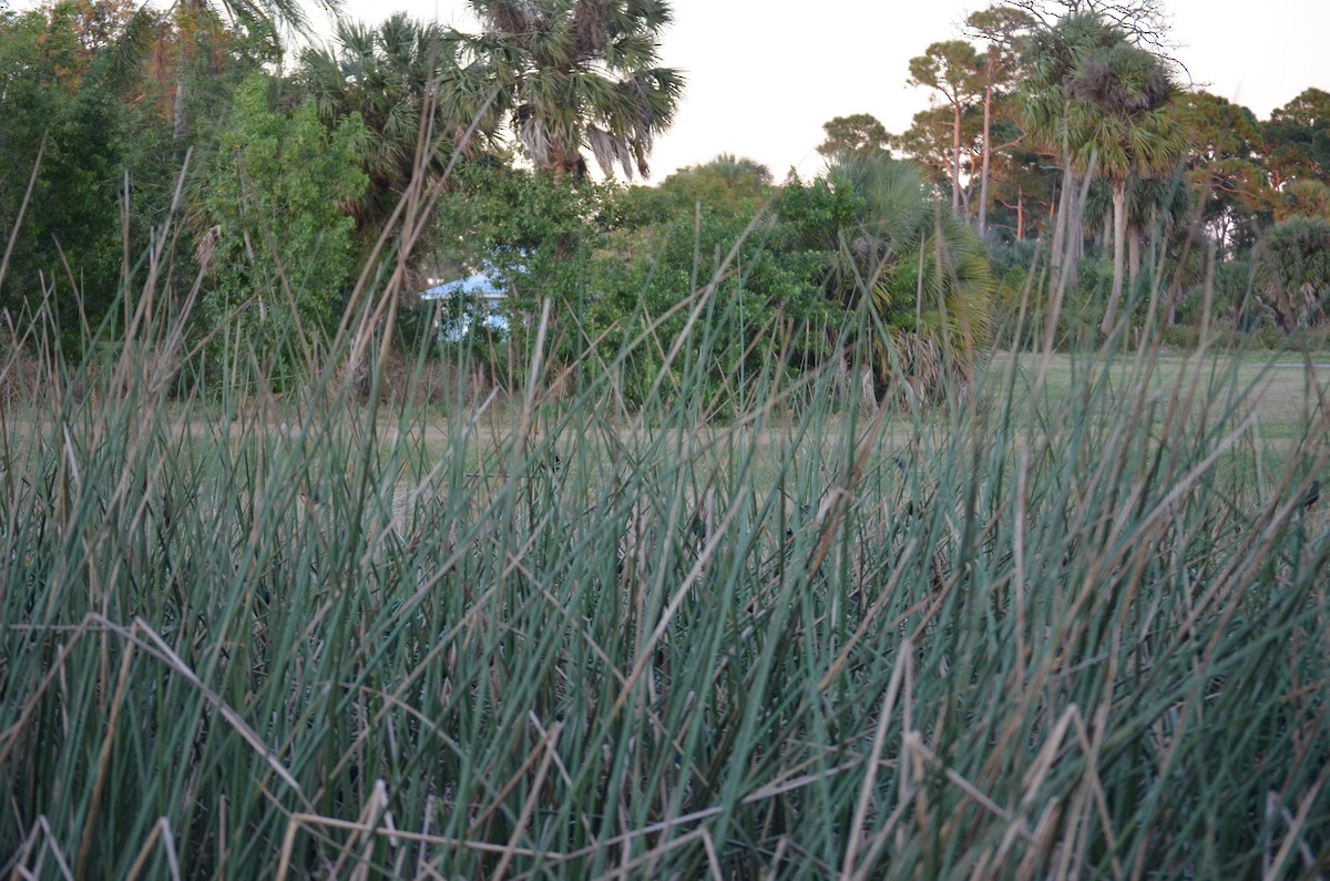 Common Grackle - ML648967508