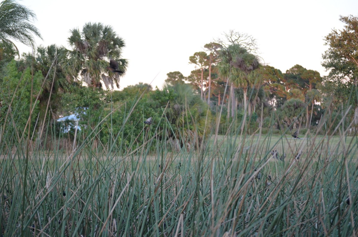 Common Grackle - ML648967510