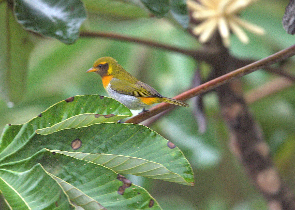 Tangara guira - ML648967910