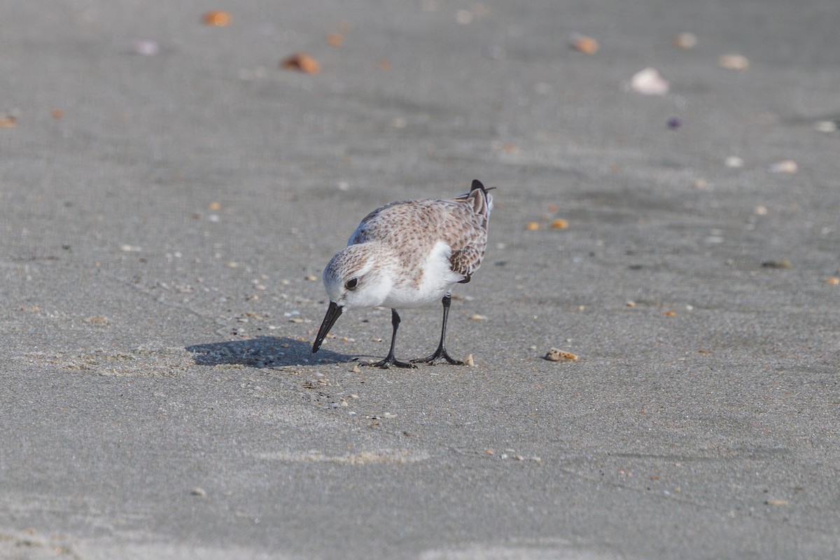 三趾濱鷸 - ML648968074