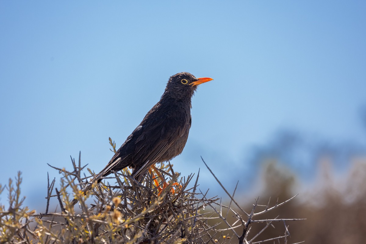 Chiguanco Thrush - ML648968447