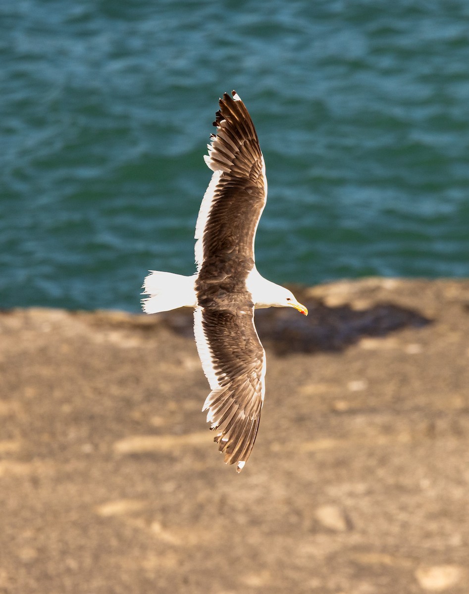 שחף דרומי - ML648968458