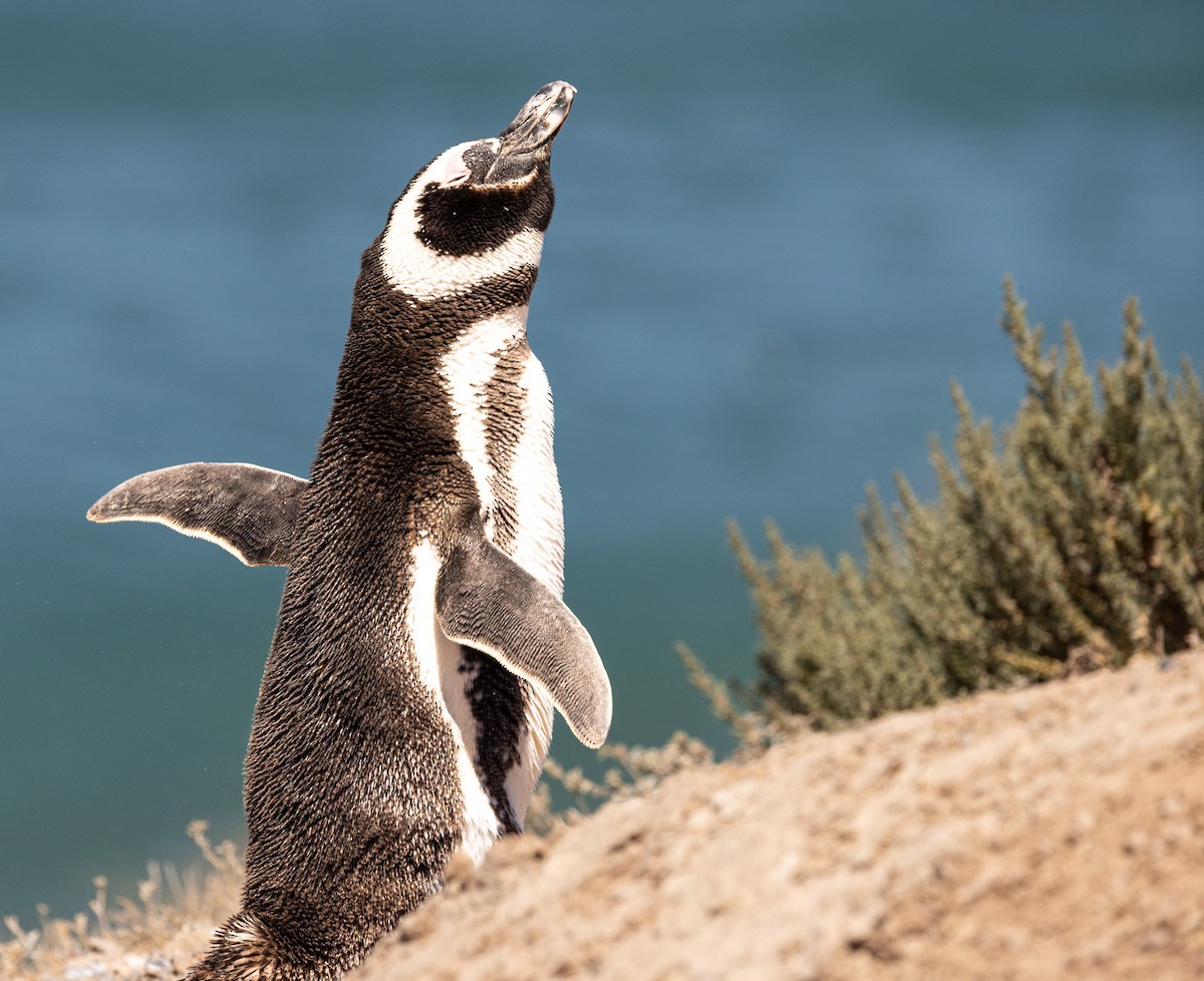 Magellanic Penguin - ML648968527