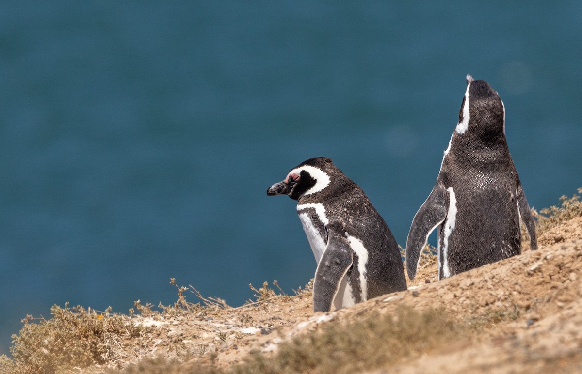 Magellanic Penguin - ML648968528