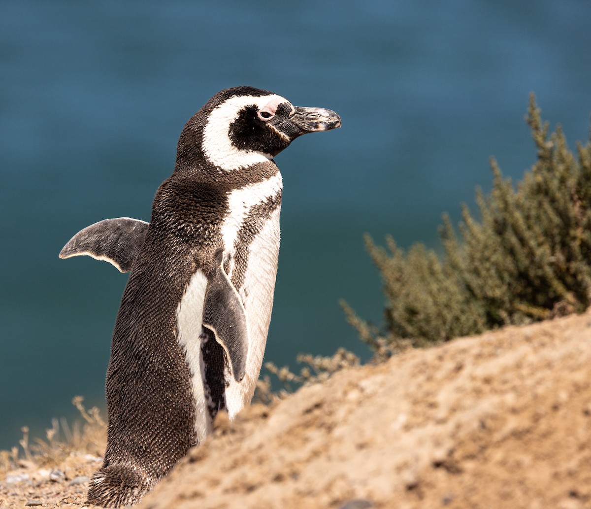 Magellanic Penguin - ML648968529