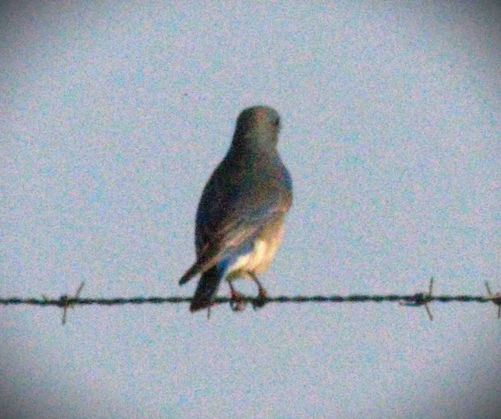 Mountain Bluebird - ML648968562