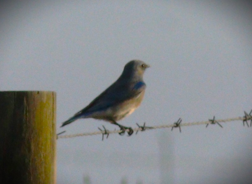 Mountain Bluebird - ML648968577