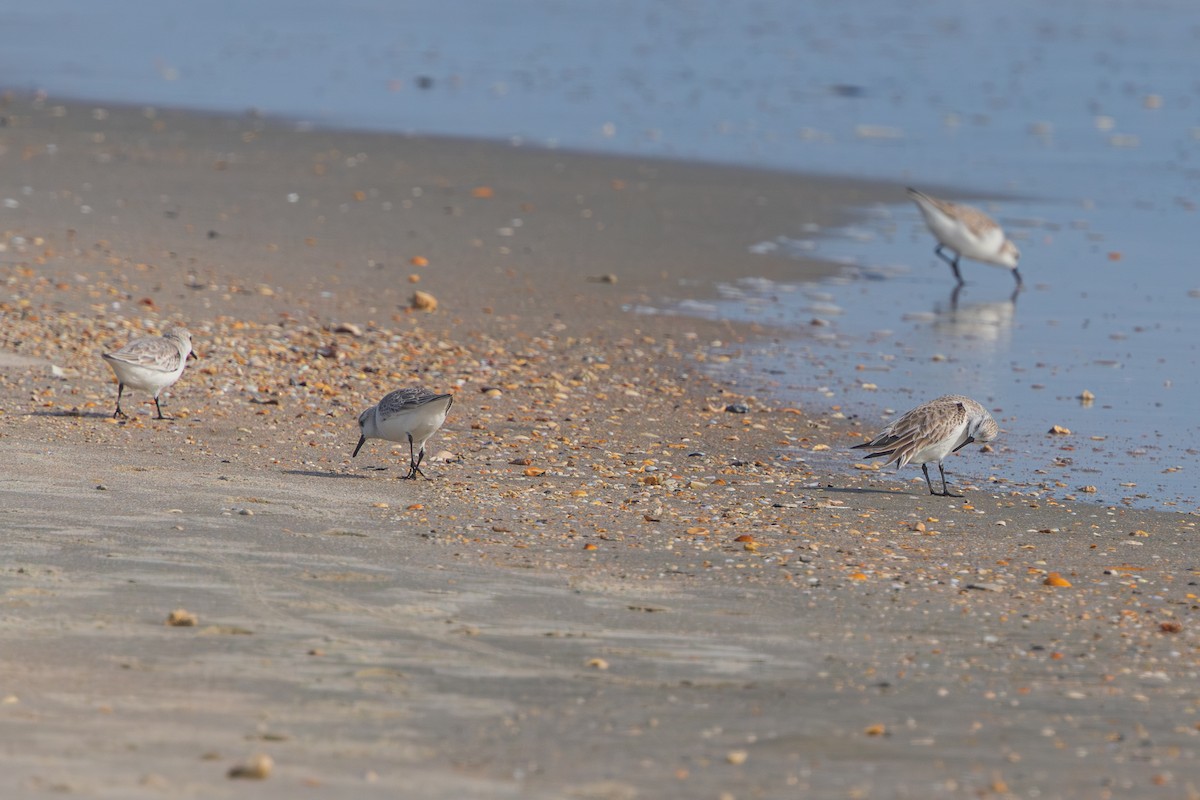 三趾濱鷸 - ML648968625