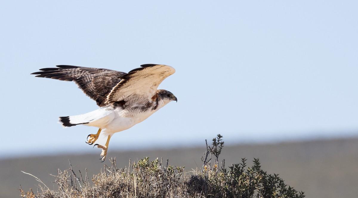 Variable Hawk - ML648968628