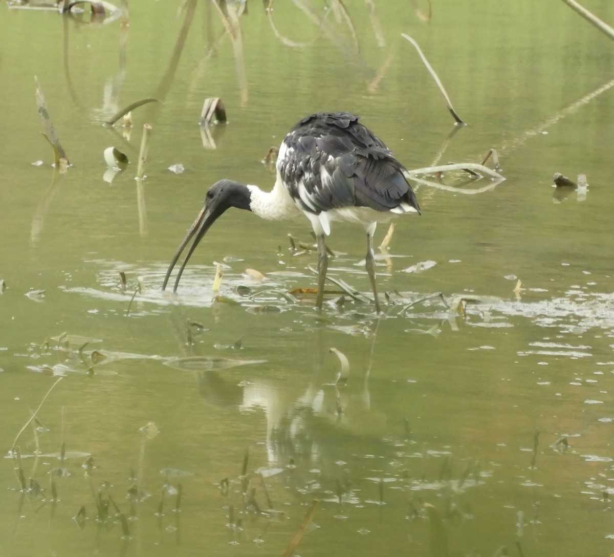 ibis slámokrký - ML648968736