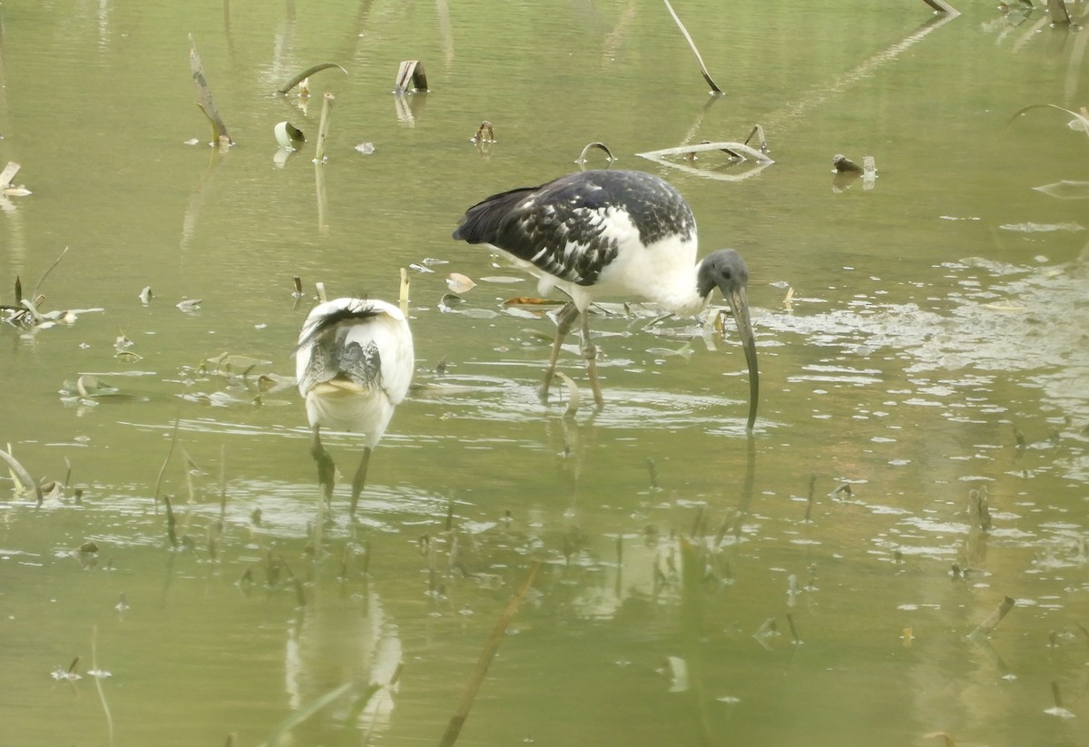 ibis slámokrký - ML648968737