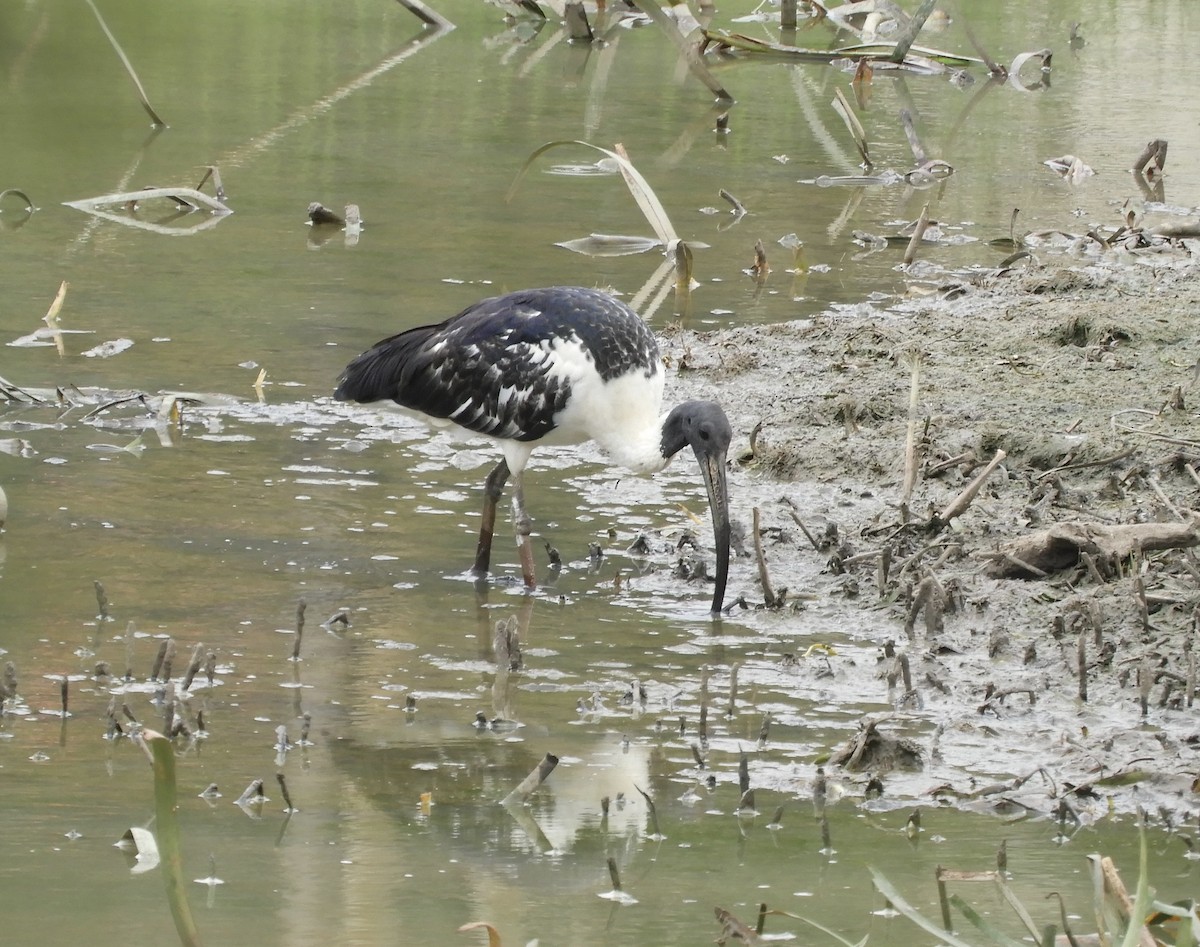 ibis slámokrký - ML648968738