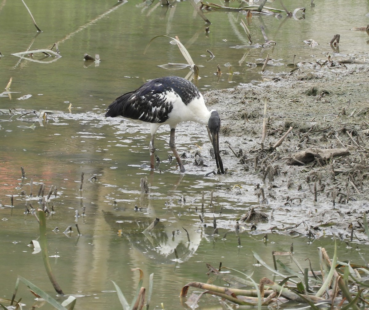 ibis slámokrký - ML648968739