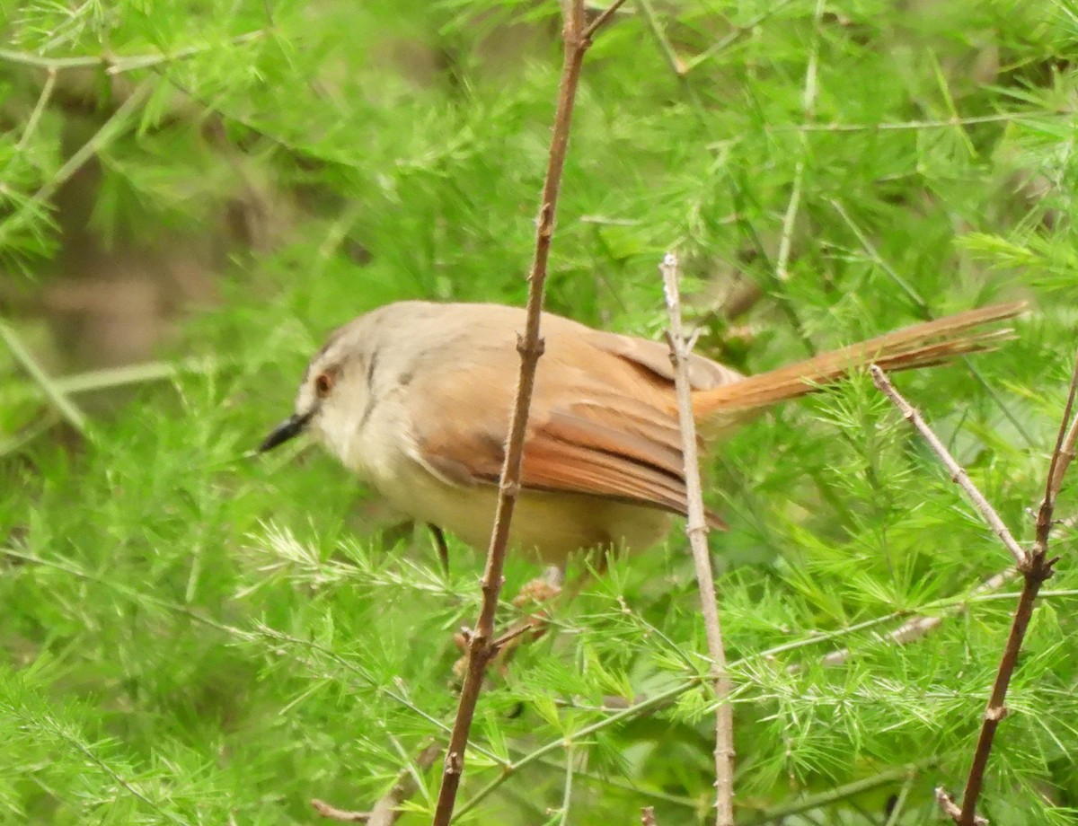 Tawny-flanked Prinia - ML648968773