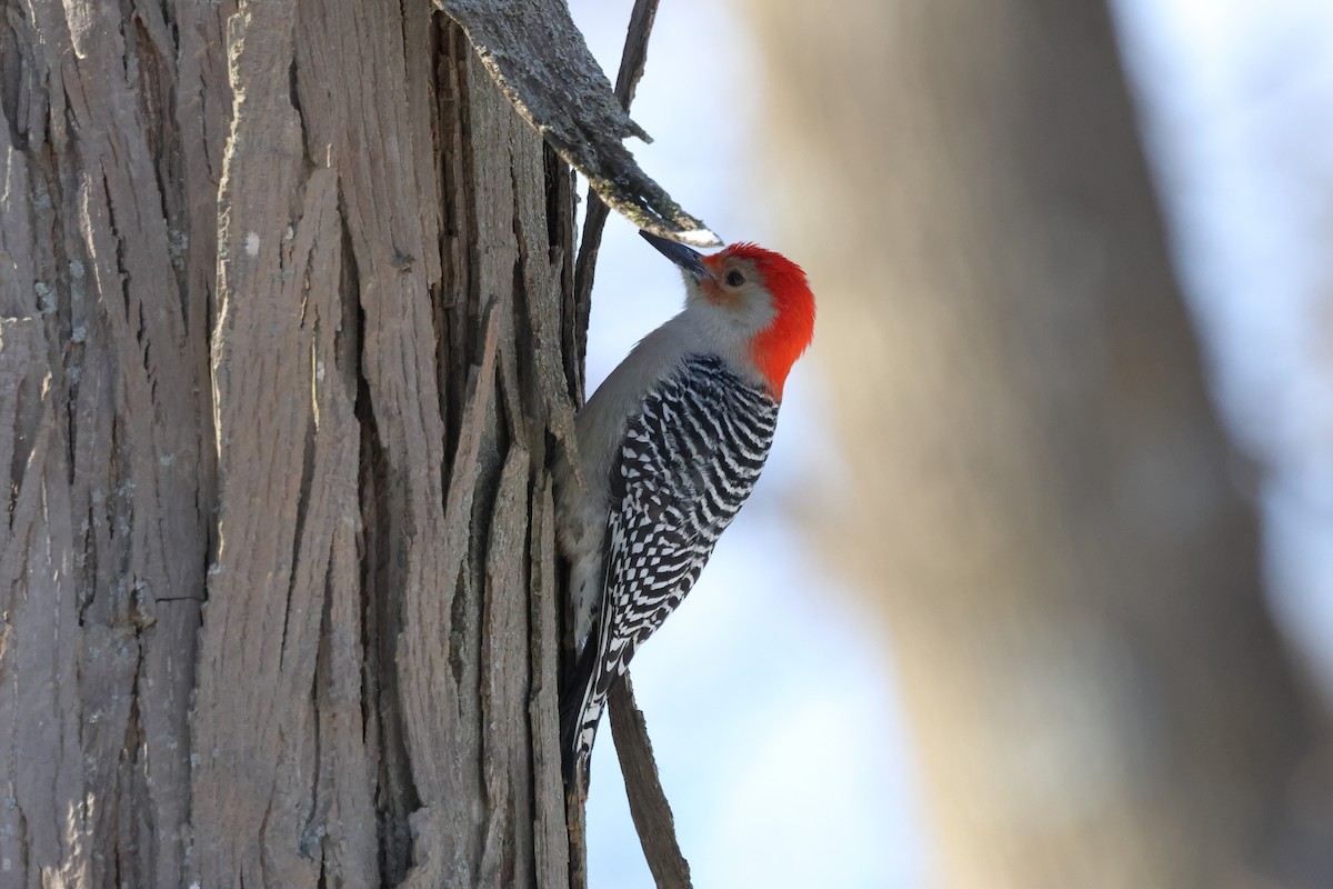 Red-bellied Woodpecker - ML648969256