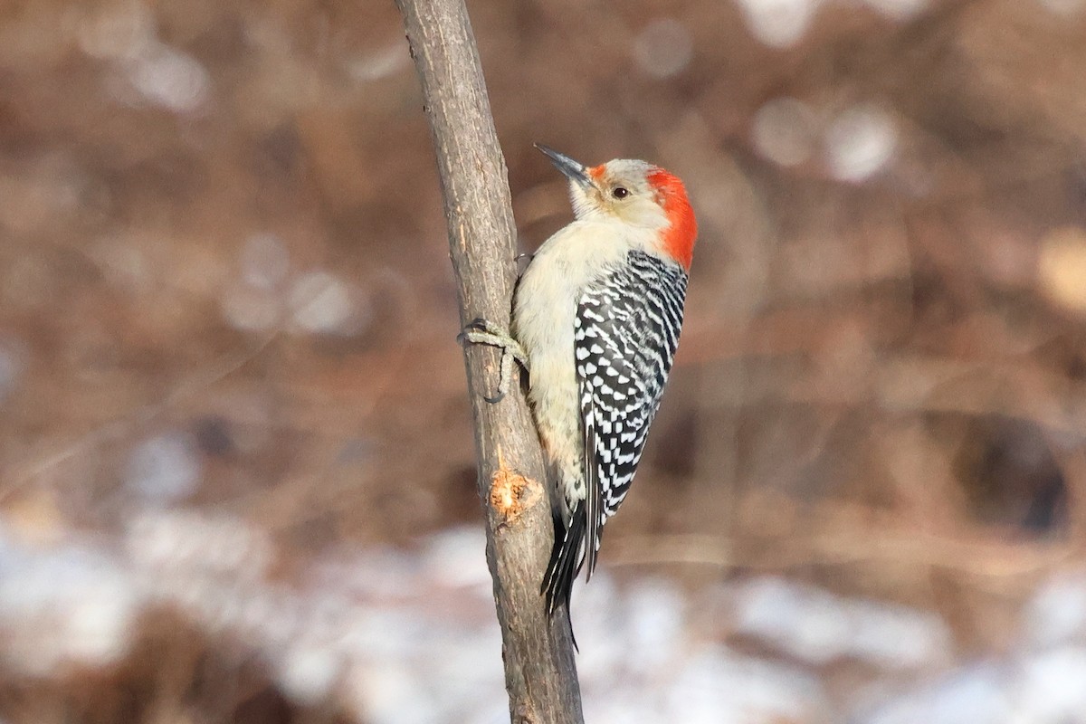 Red-bellied Woodpecker - ML648969257
