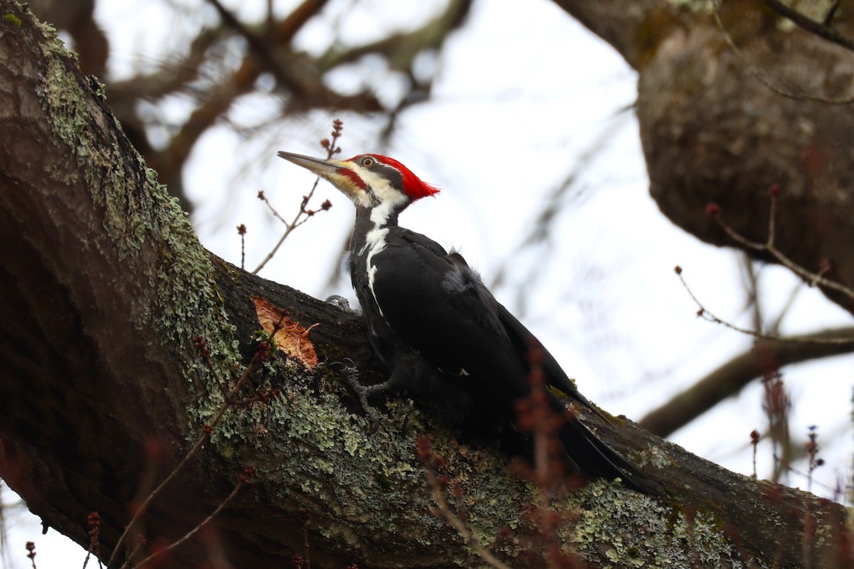 Pileated Woodpecker - ML648969354