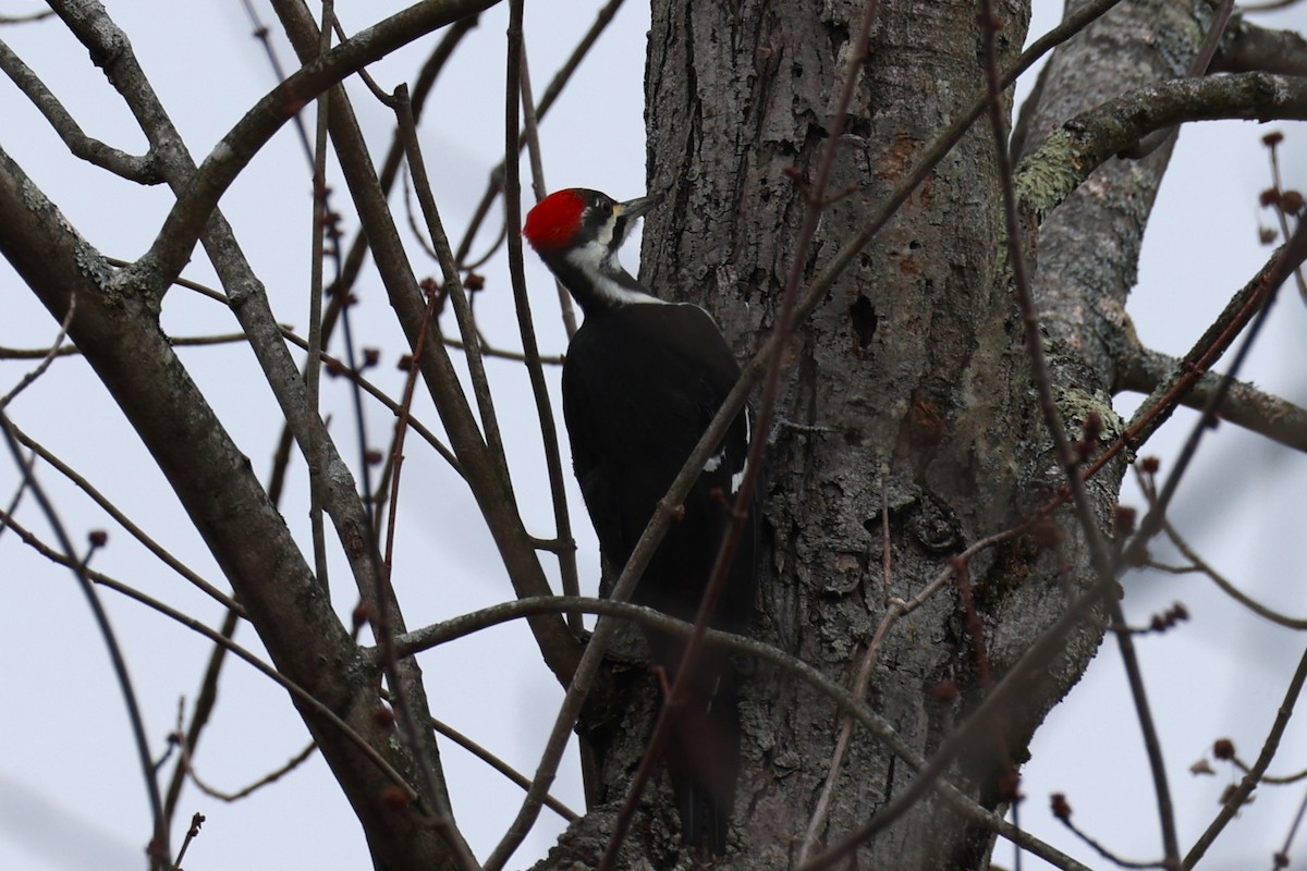 Pileated Woodpecker - ML648969397