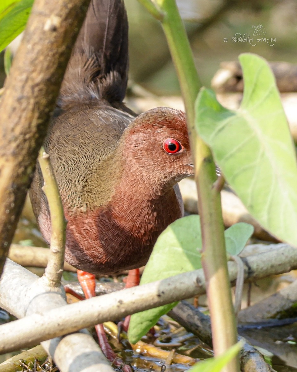 Polluela Pechirrufa - ML648969411