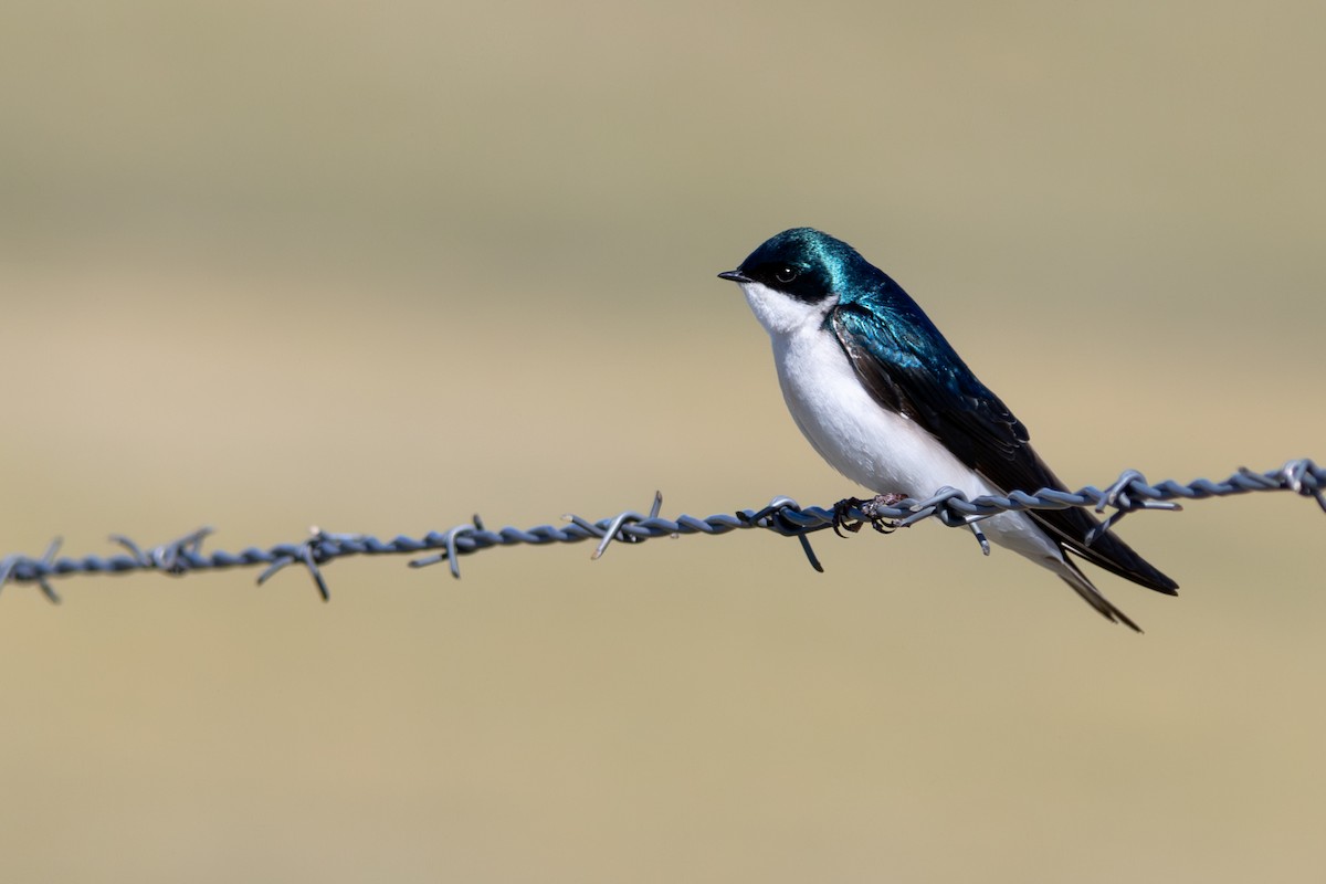 vlaštovka stromová - ML648969478