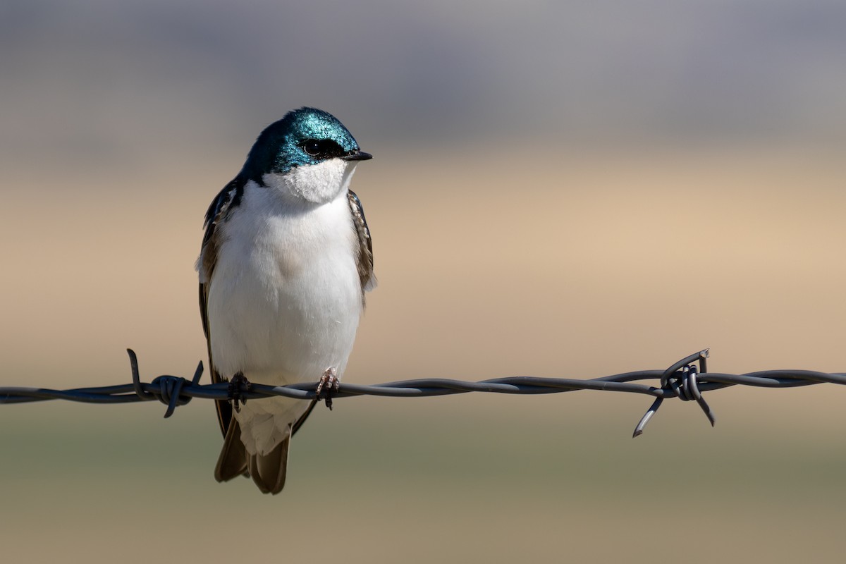 vlaštovka stromová - ML648969479