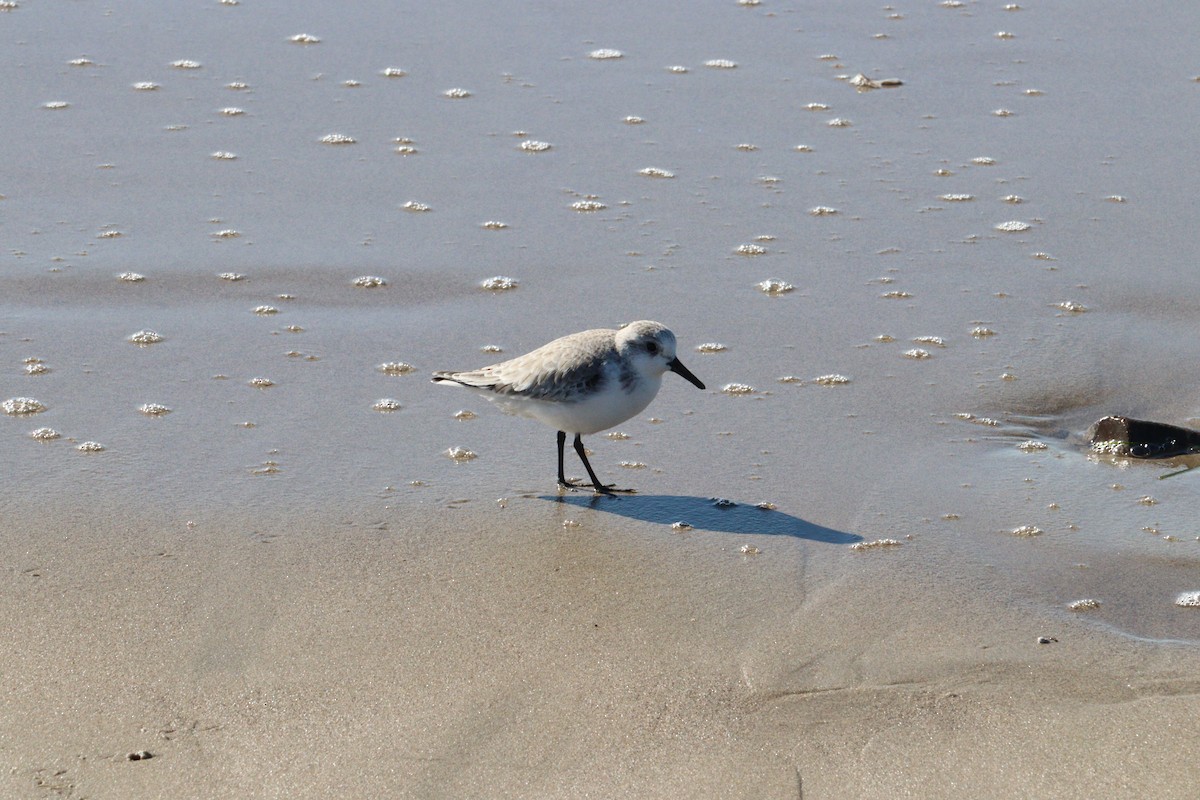 三趾濱鷸 - ML648969481