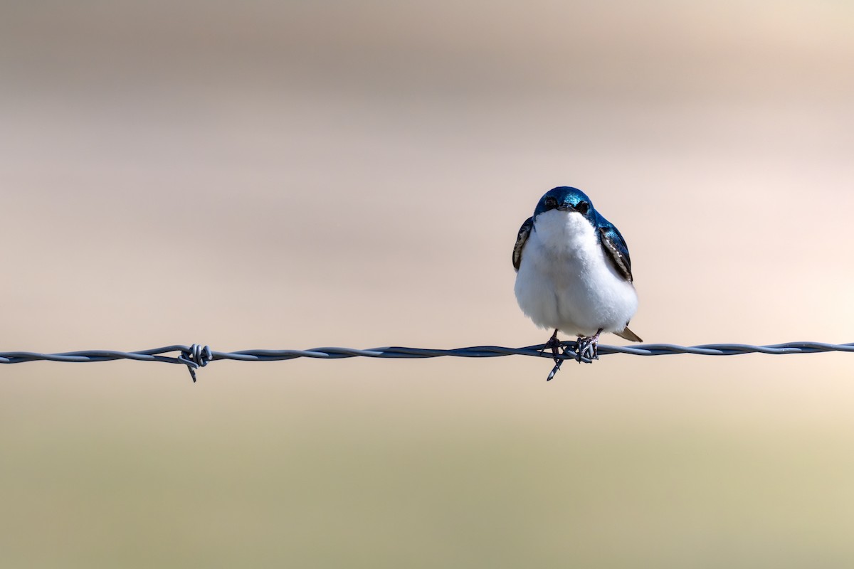 vlaštovka stromová - ML648969482