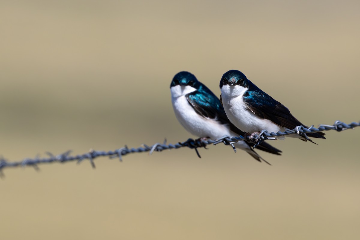 vlaštovka stromová - ML648969483