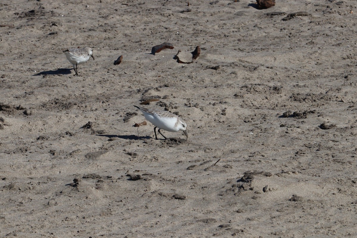 三趾濱鷸 - ML648969484