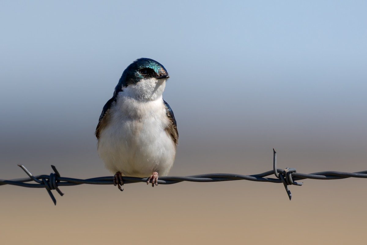 vlaštovka stromová - ML648969489