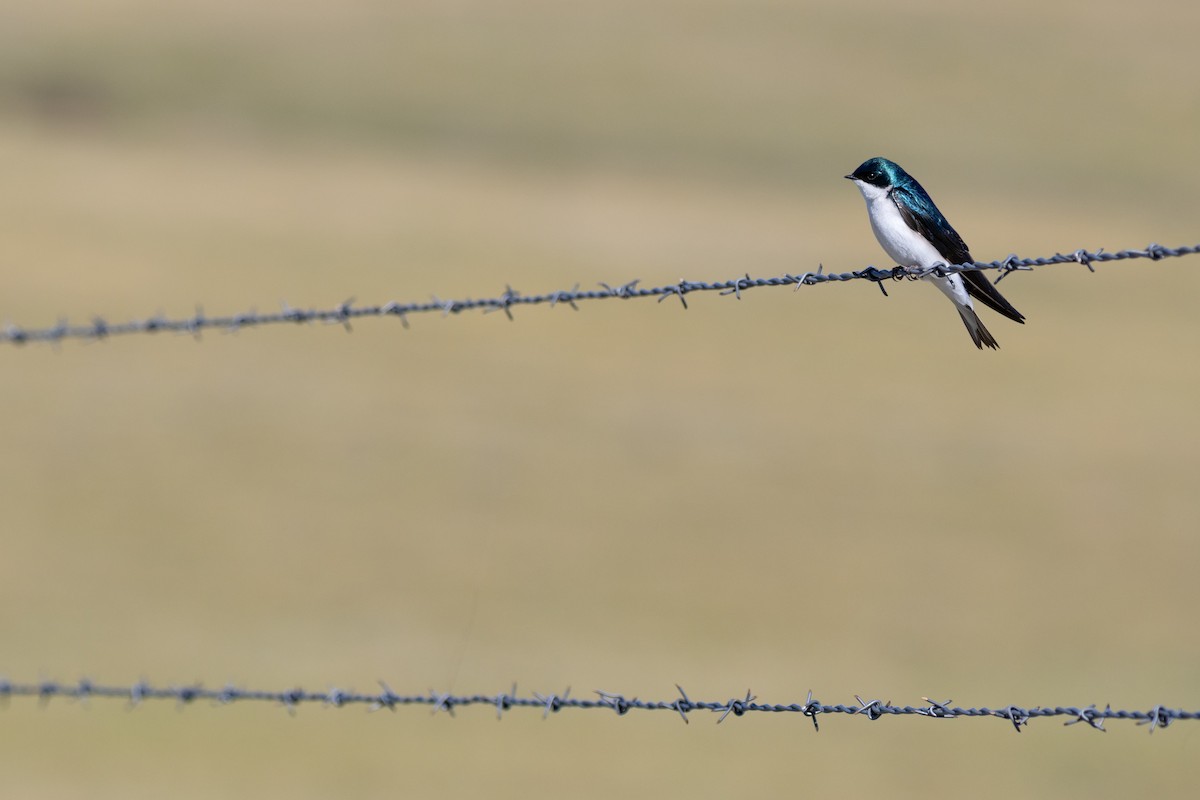 vlaštovka stromová - ML648969490