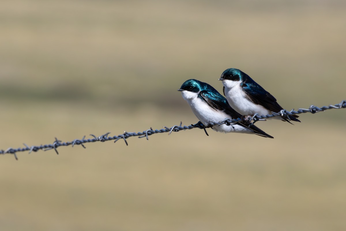 vlaštovka stromová - ML648969491