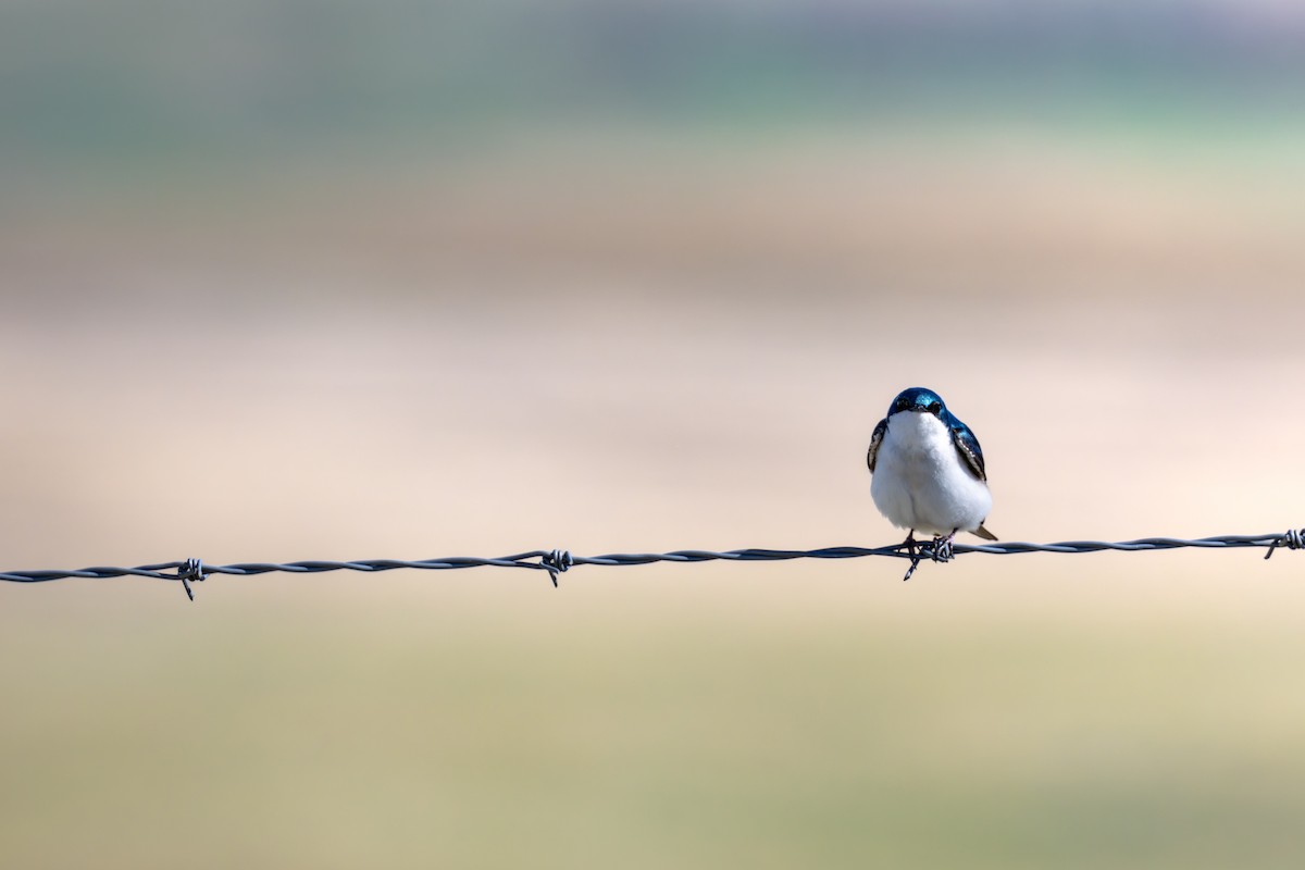 vlaštovka stromová - ML648969492