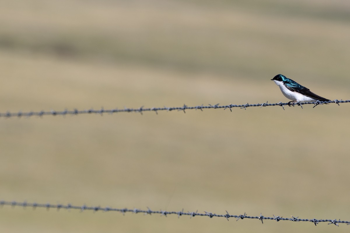 vlaštovka stromová - ML648969493