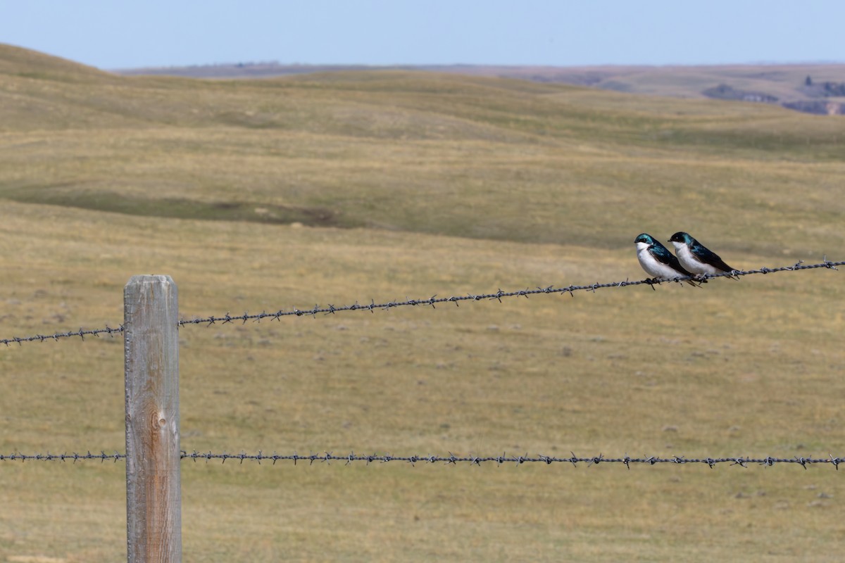 vlaštovka stromová - ML648969494