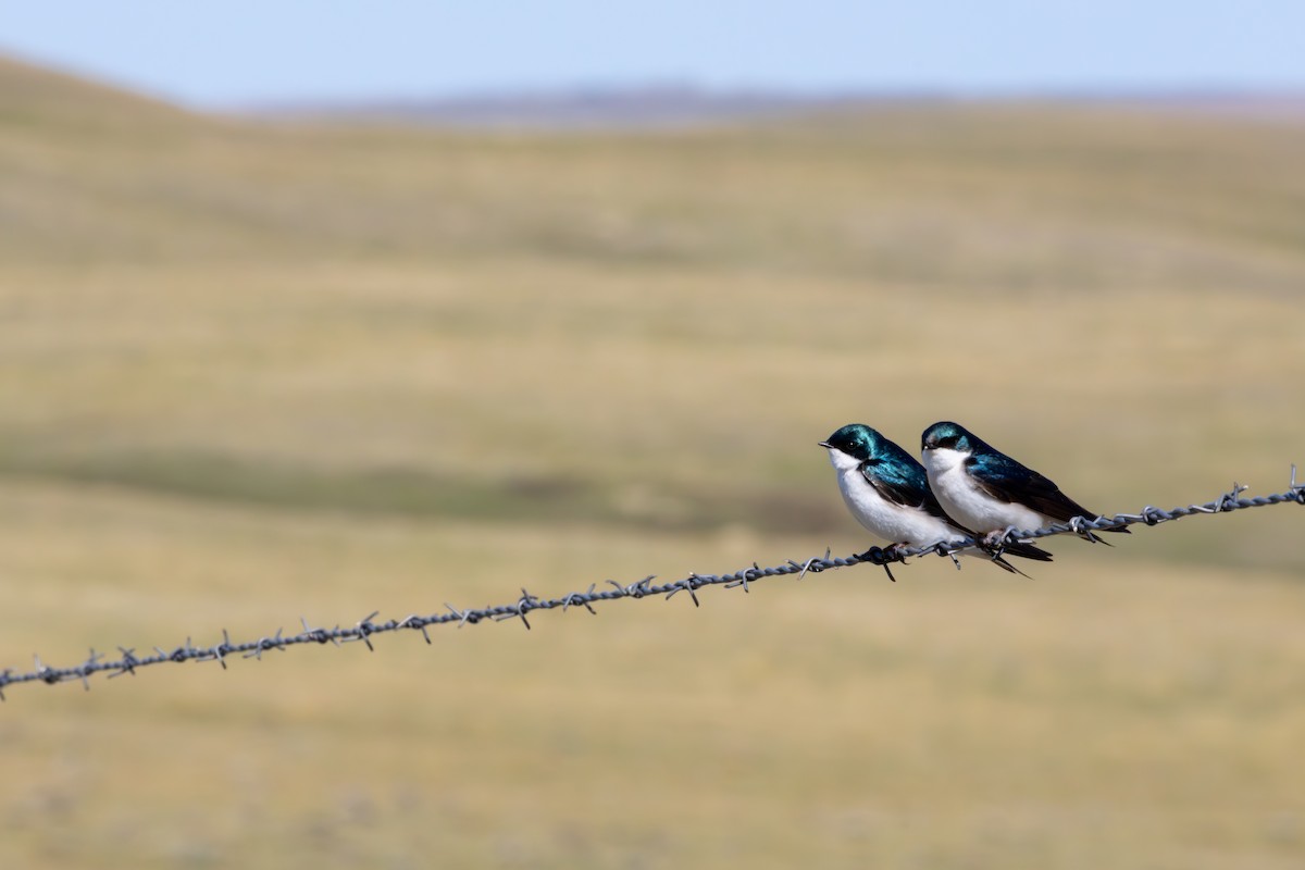 vlaštovka stromová - ML648969495