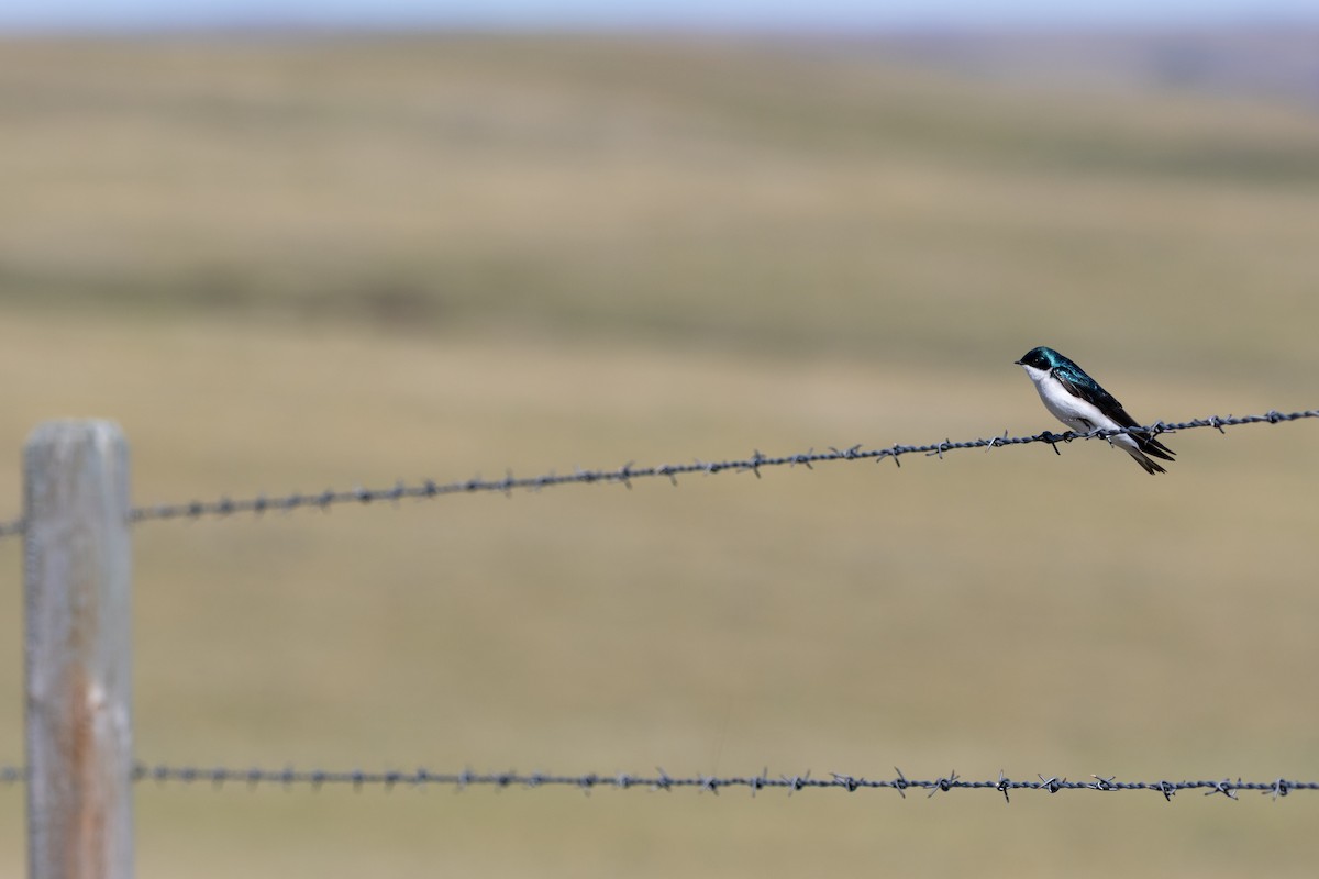 vlaštovka stromová - ML648969496