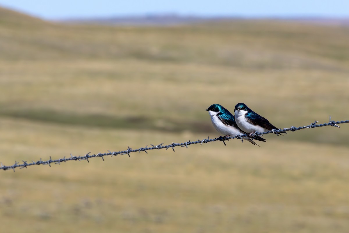 vlaštovka stromová - ML648969497